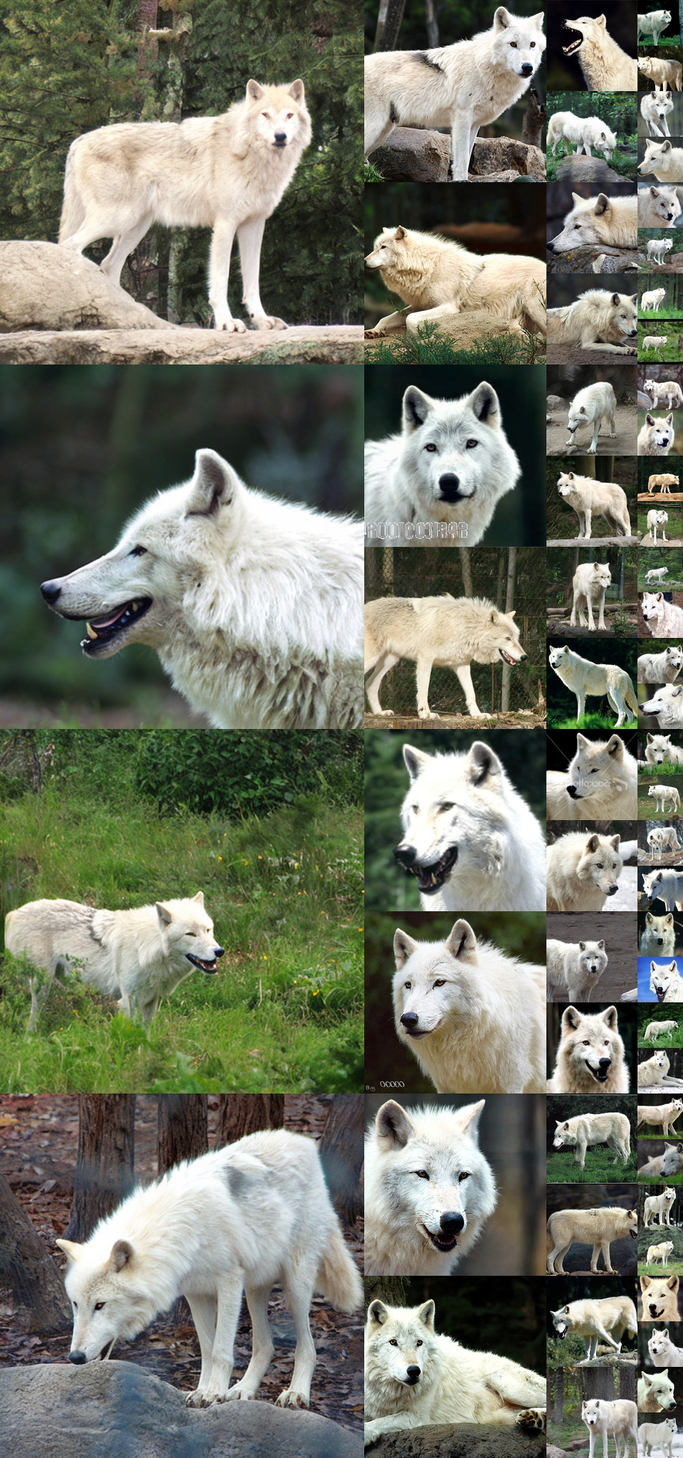 原论文 Figure 14：未经筛选的 ImageNet 生成样本