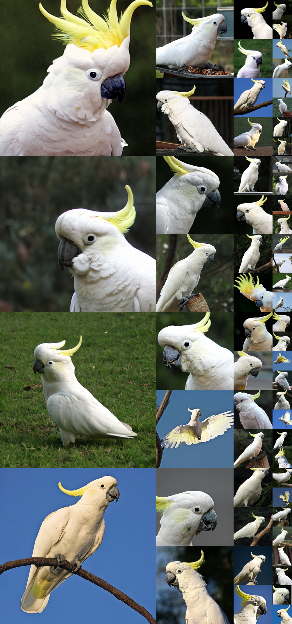 原论文 Figure 17：未经筛选的 ImageNet 生成样本